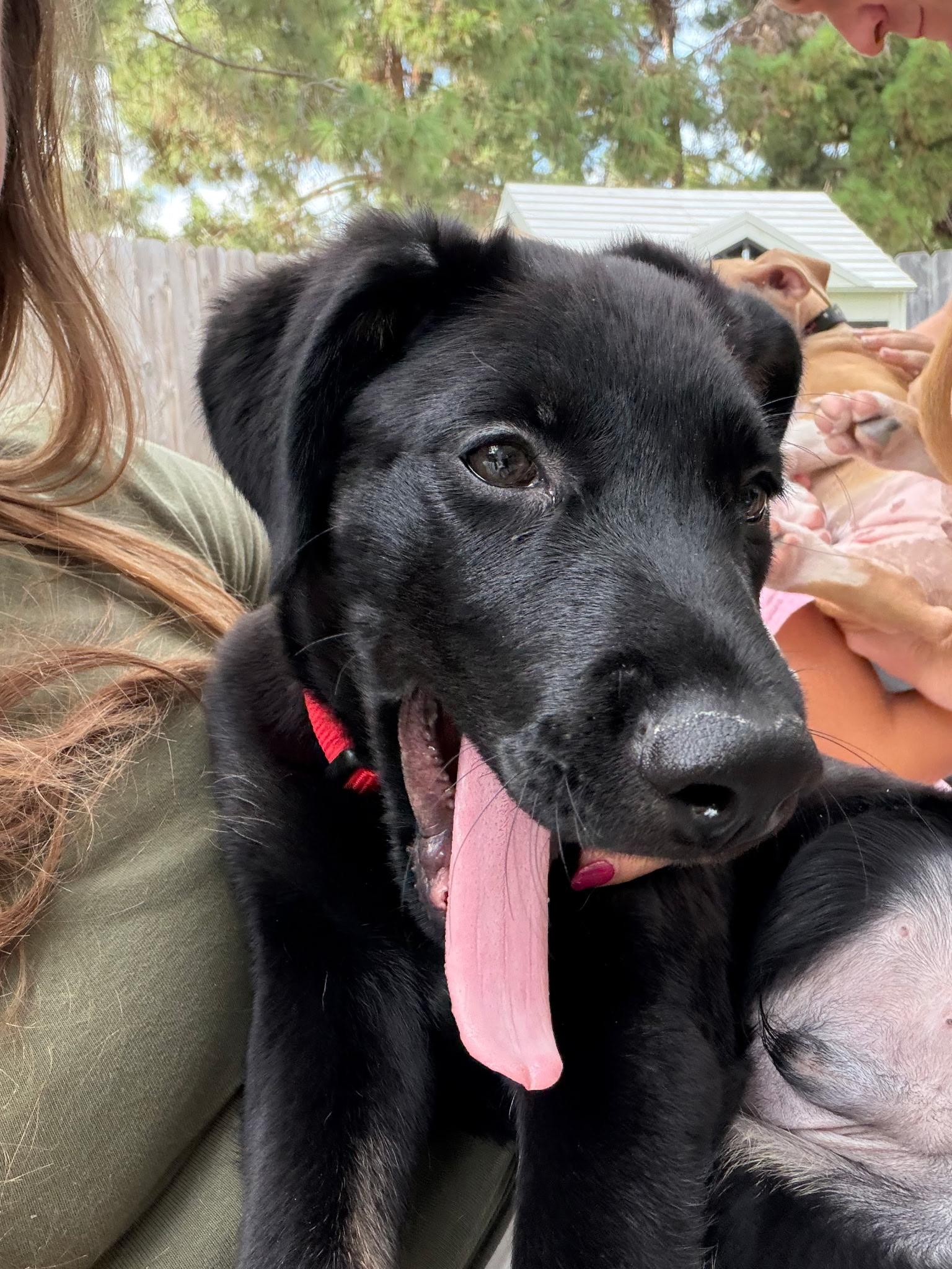 Enlarge Teddy, a Adoptable mixed breed in Weston, MA image 2/4