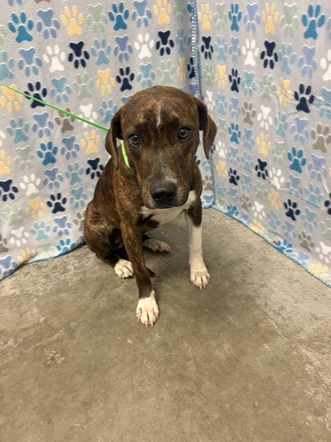 HAZEL, Adoptable, Young Female Pit Bull Terrier & Mixed Breed.