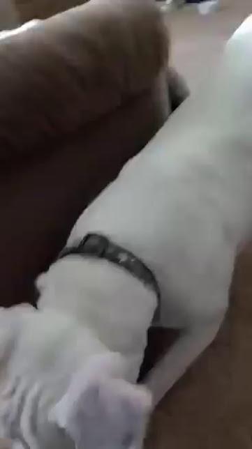 Enlarge Ghost, a Adoptable mixed breed in Jerome, ID image 1/6