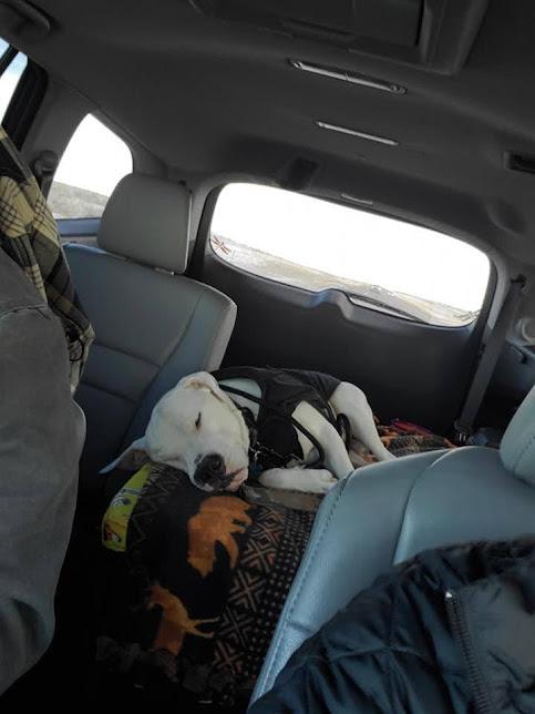 Enlarge Ghost, a Adoptable mixed breed in Jerome, ID image 3/6