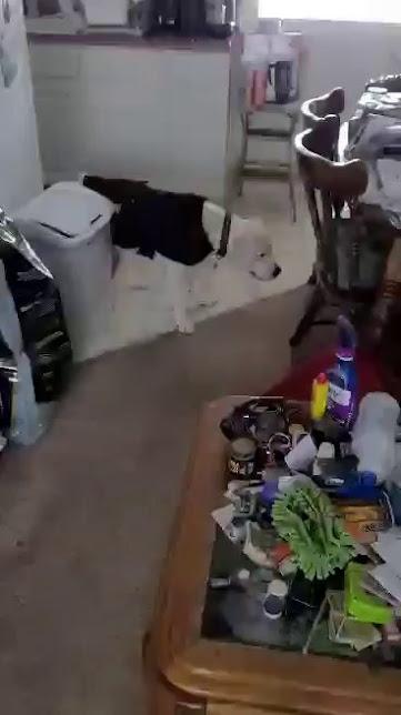 Enlarge Ghost, a Adoptable mixed breed in Jerome, ID image 5/6