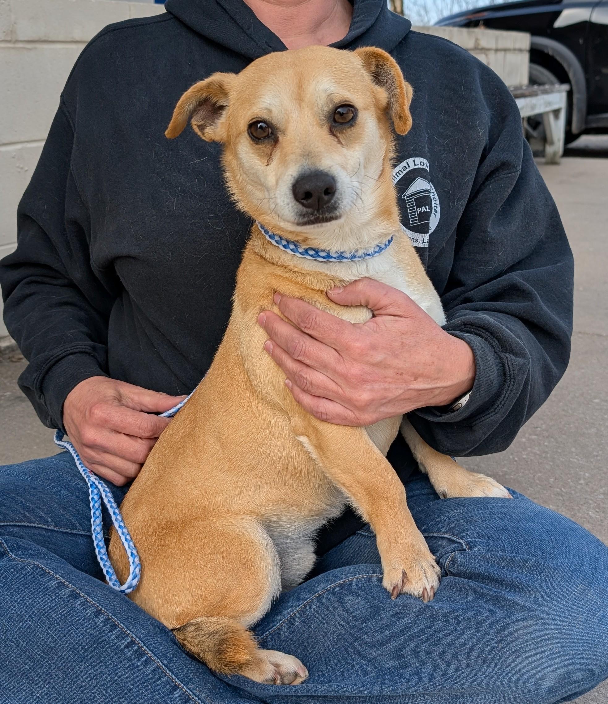 Max, ADOPTABLE, Young Male Dachshund & Chihuahua.