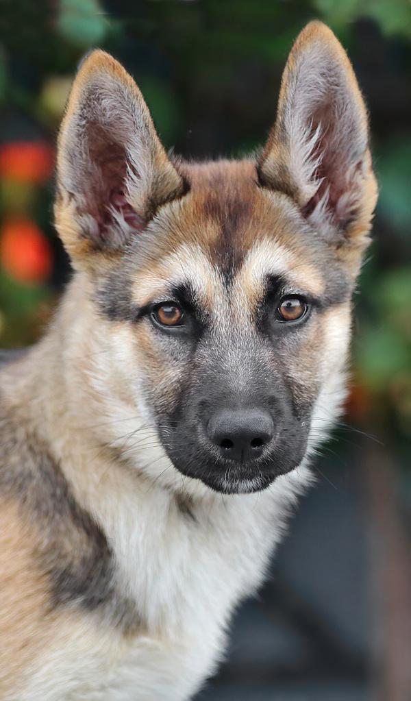 Enlarge Pearl von Prenzlau , an adopted mixed breed in Los Angeles, CA image 1/1