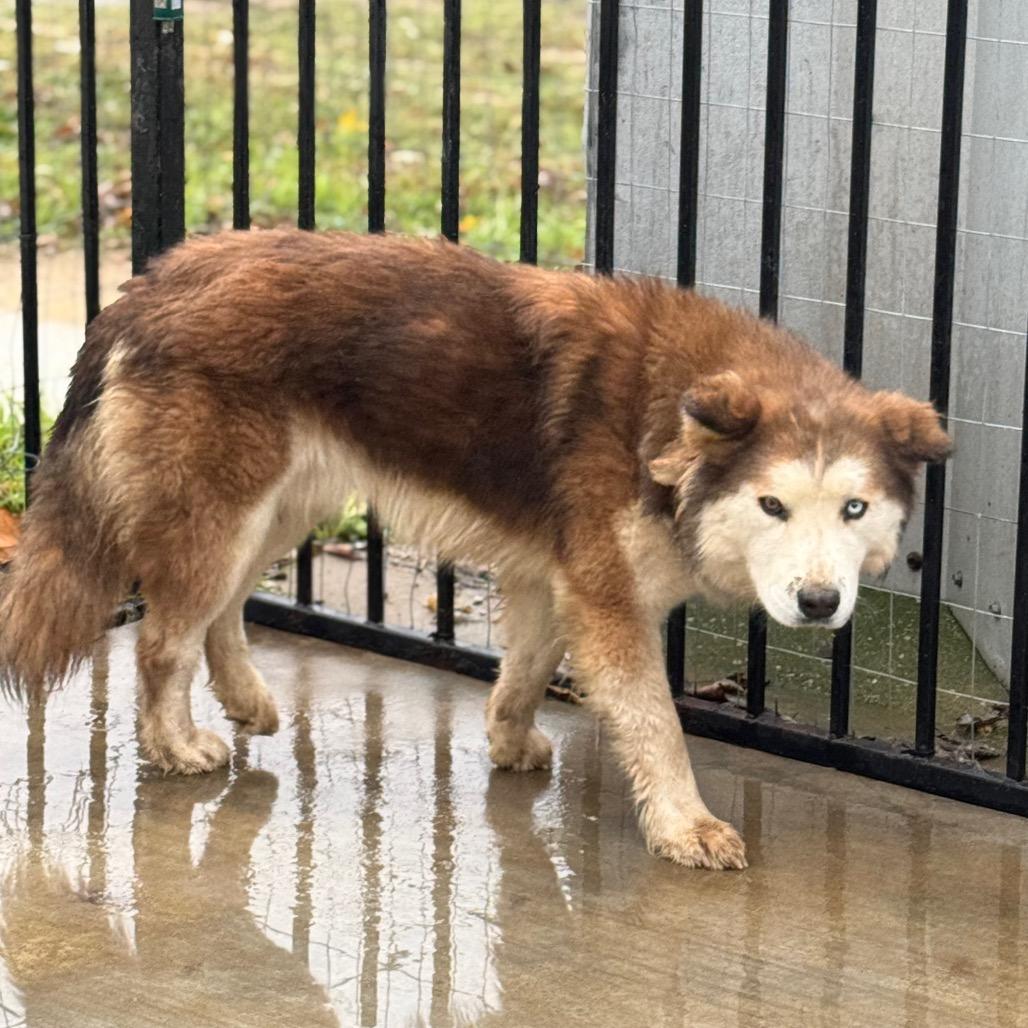 Enlarge Rambo, a Adoptable mixed breed in Eufaula, OK image 1/3