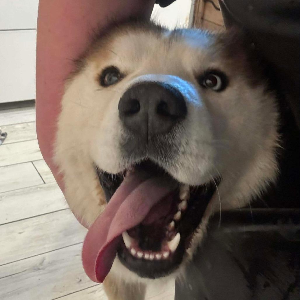 Enlarge Rambo, a Adoptable mixed breed in Eufaula, OK image 2/3
