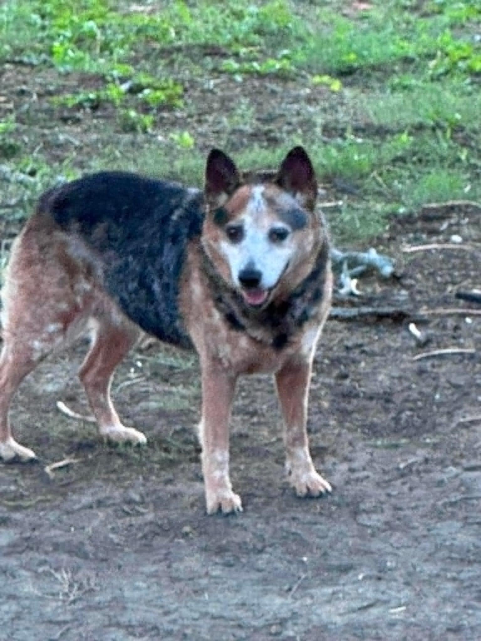 Allie, a ADOPTABLE Australian Cattle Dog / Blue Heeler in Monticello, IN image 3/3
