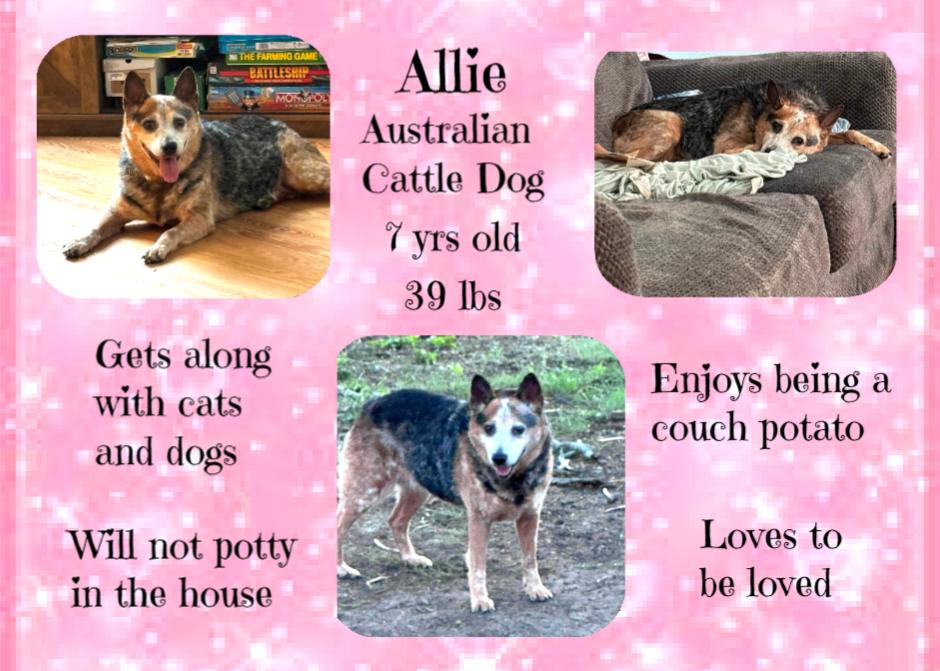 Allie, ADOPTABLE, Adult Female Australian Cattle Dog / Blue Heeler.