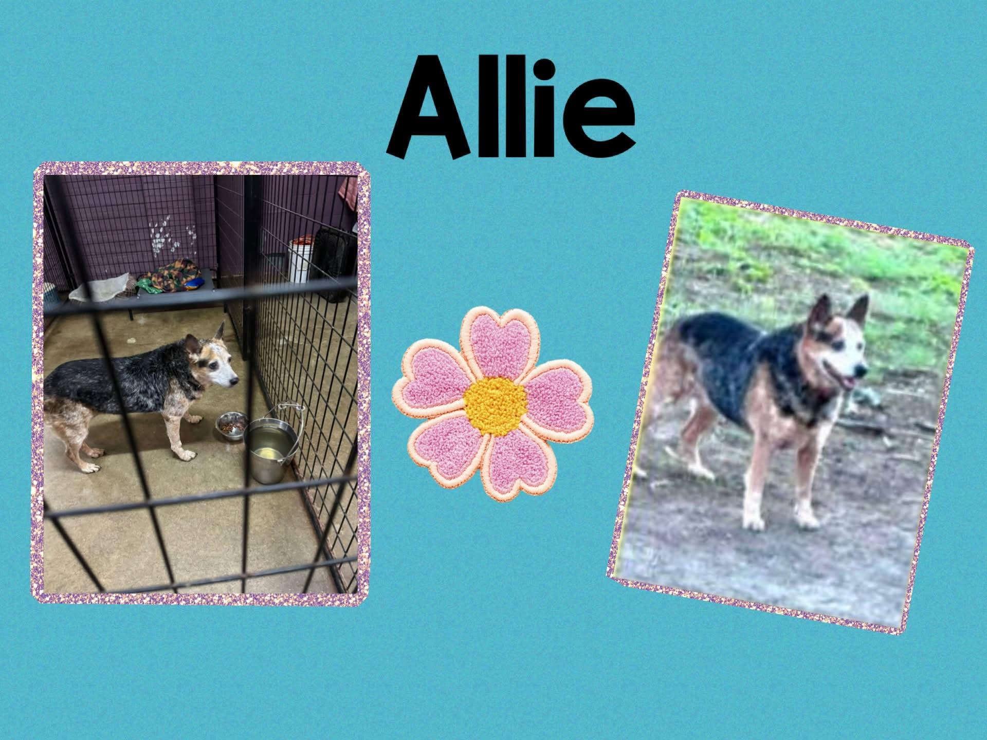 Allie, a ADOPTABLE Australian Cattle Dog / Blue Heeler in Monticello, IN image 2/3