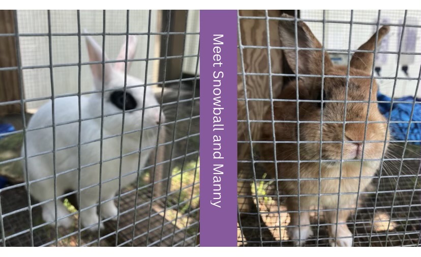 Enlarge MANNY and Snowball Bonded Pair, a Adoptable Bunny Rabbit in Georgetown , SC image 2/3