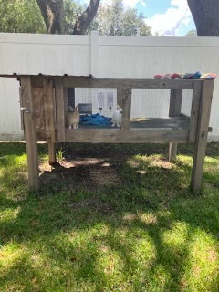 Enlarge MANNY and Snowball Bonded Pair, a Adoptable Bunny Rabbit in Georgetown , SC image 3/3