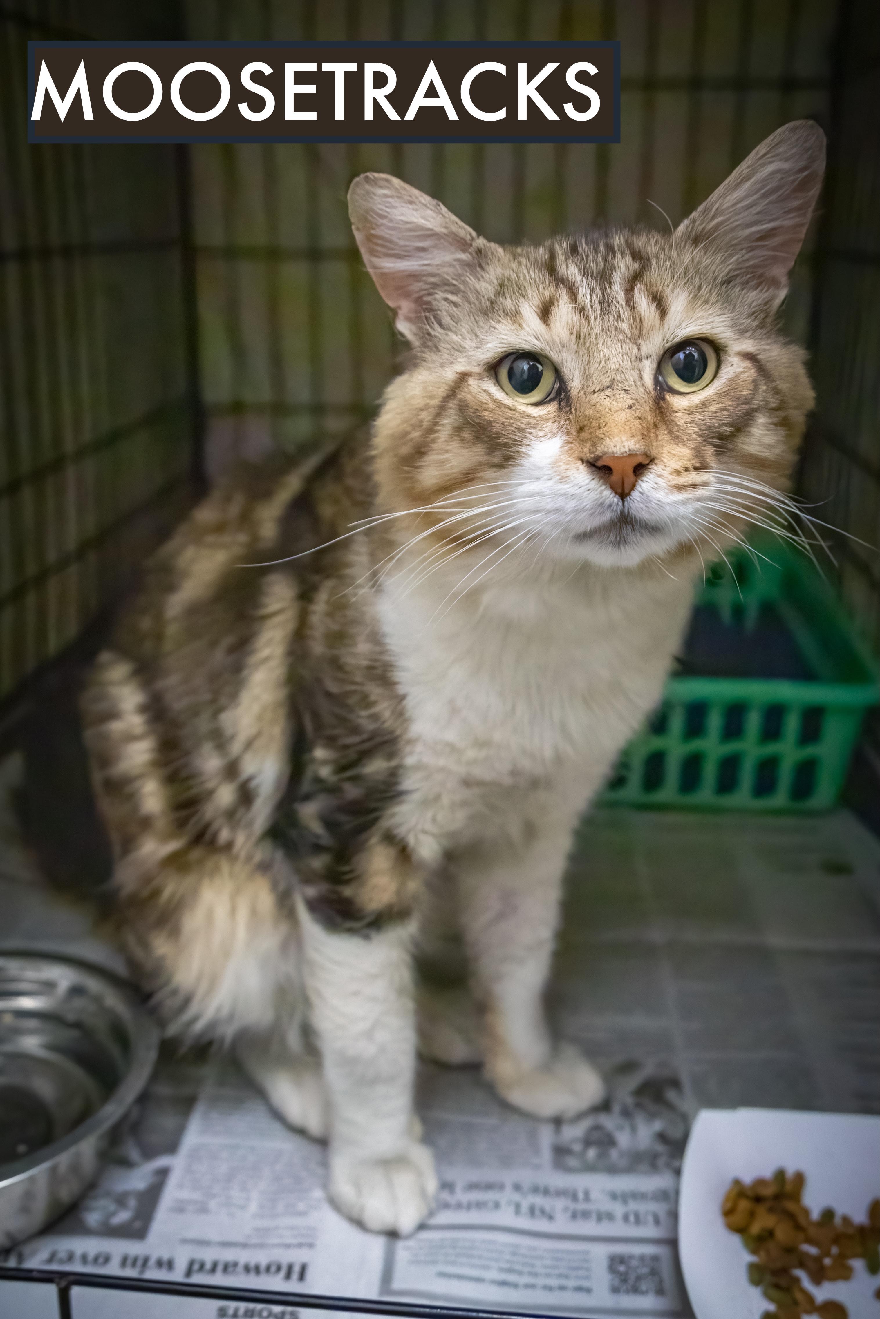 Moosetracks thumbnail 3