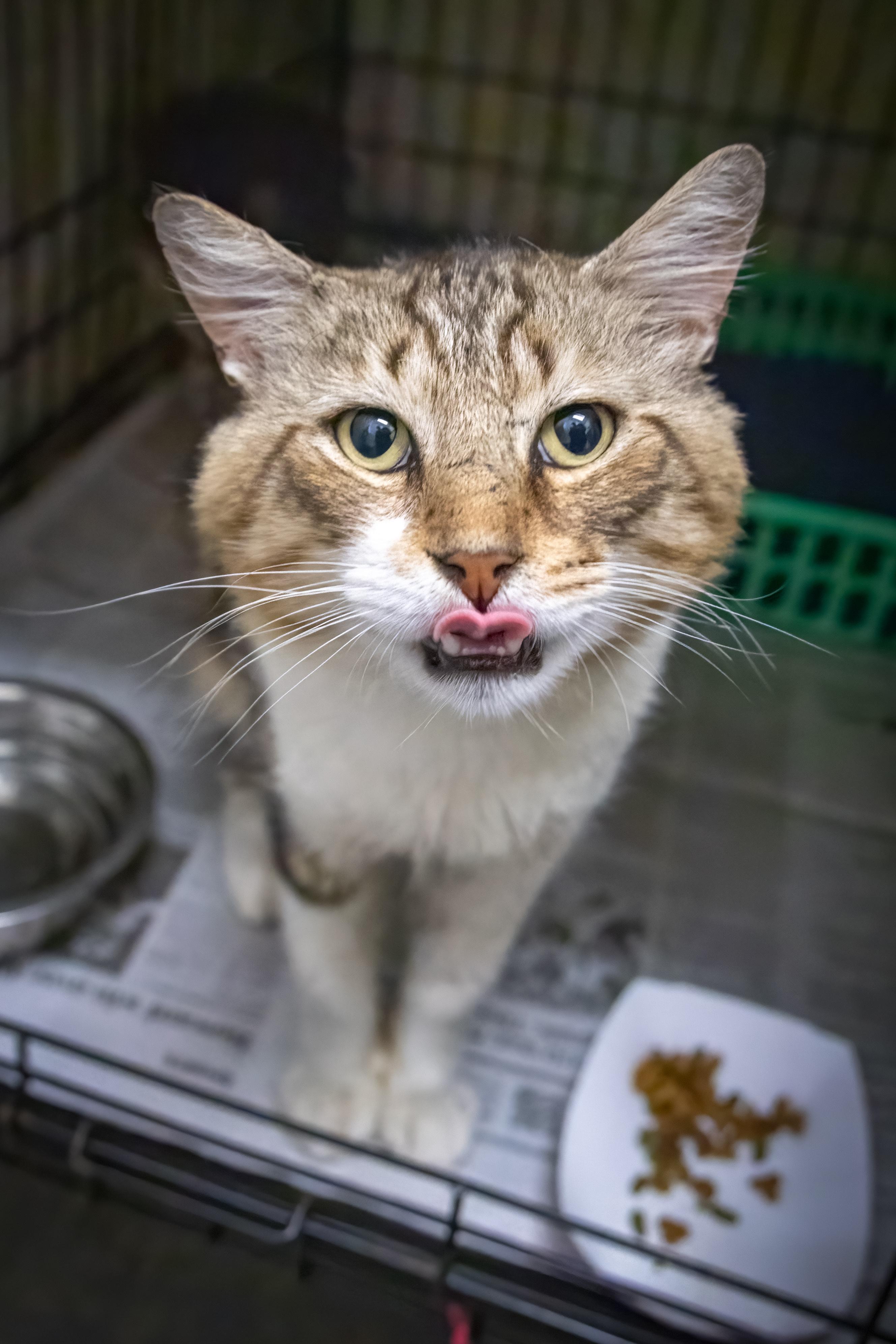 Moosetracks thumbnail 2