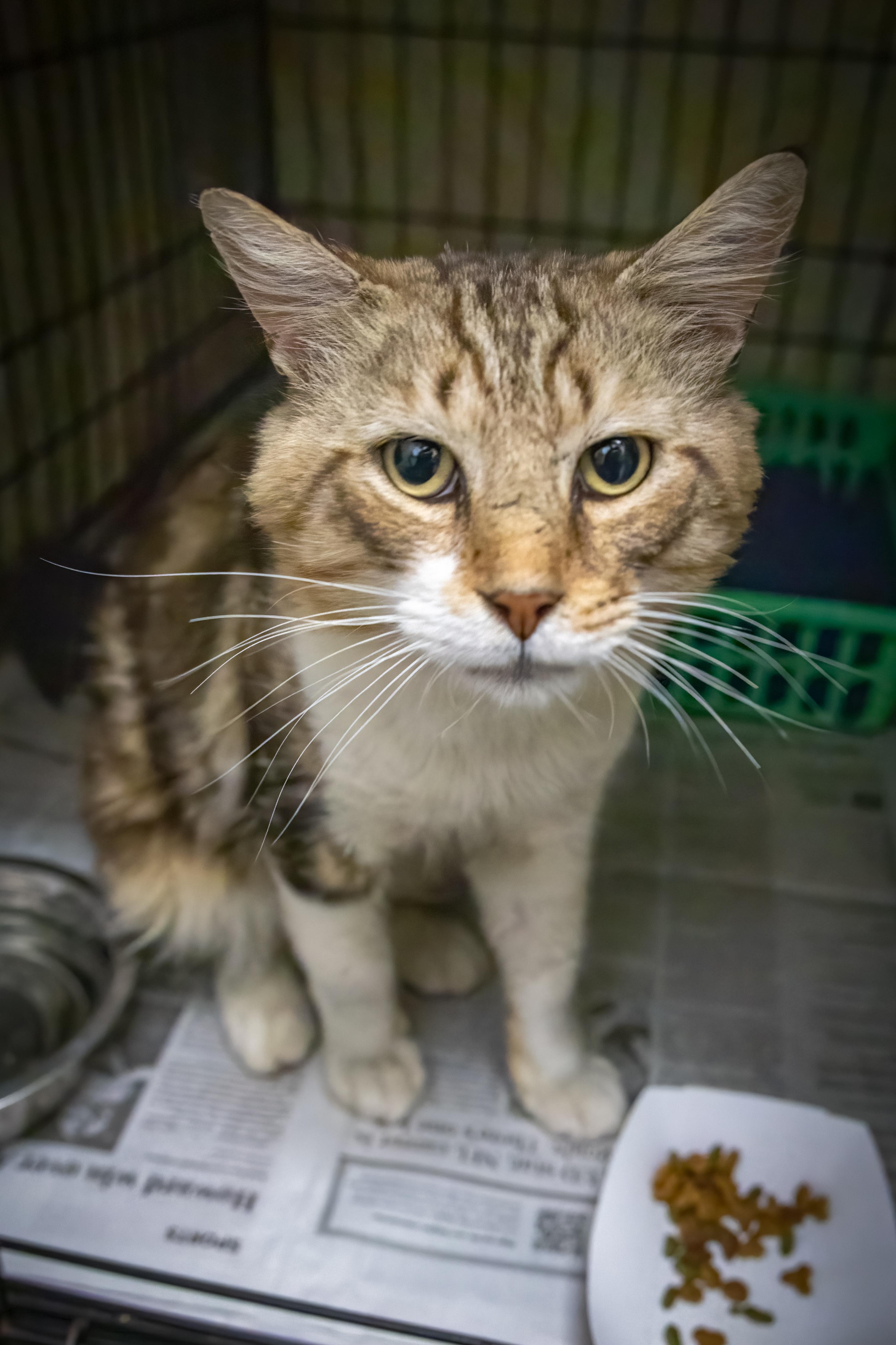 Moosetracks thumbnail 4