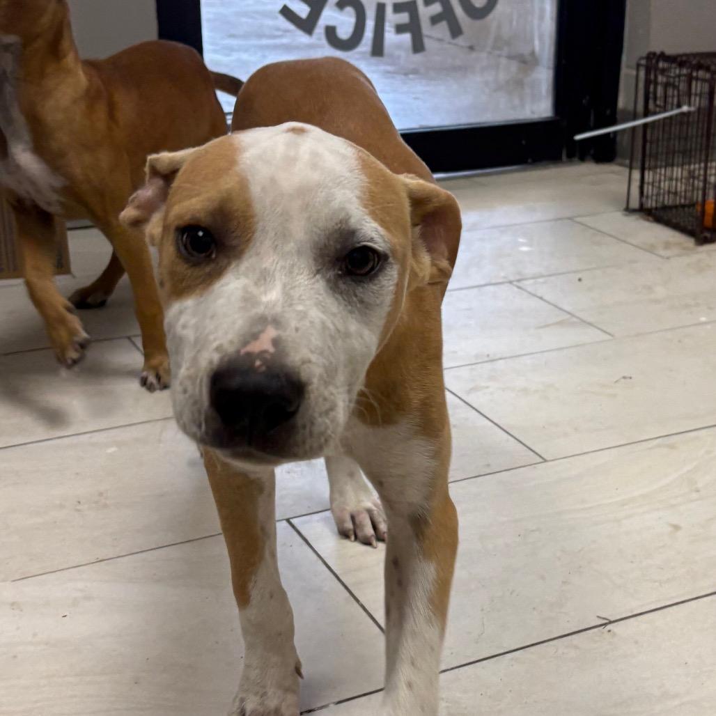 Pancho, Adoptable, Puppy Male Pit Bull Terrier.