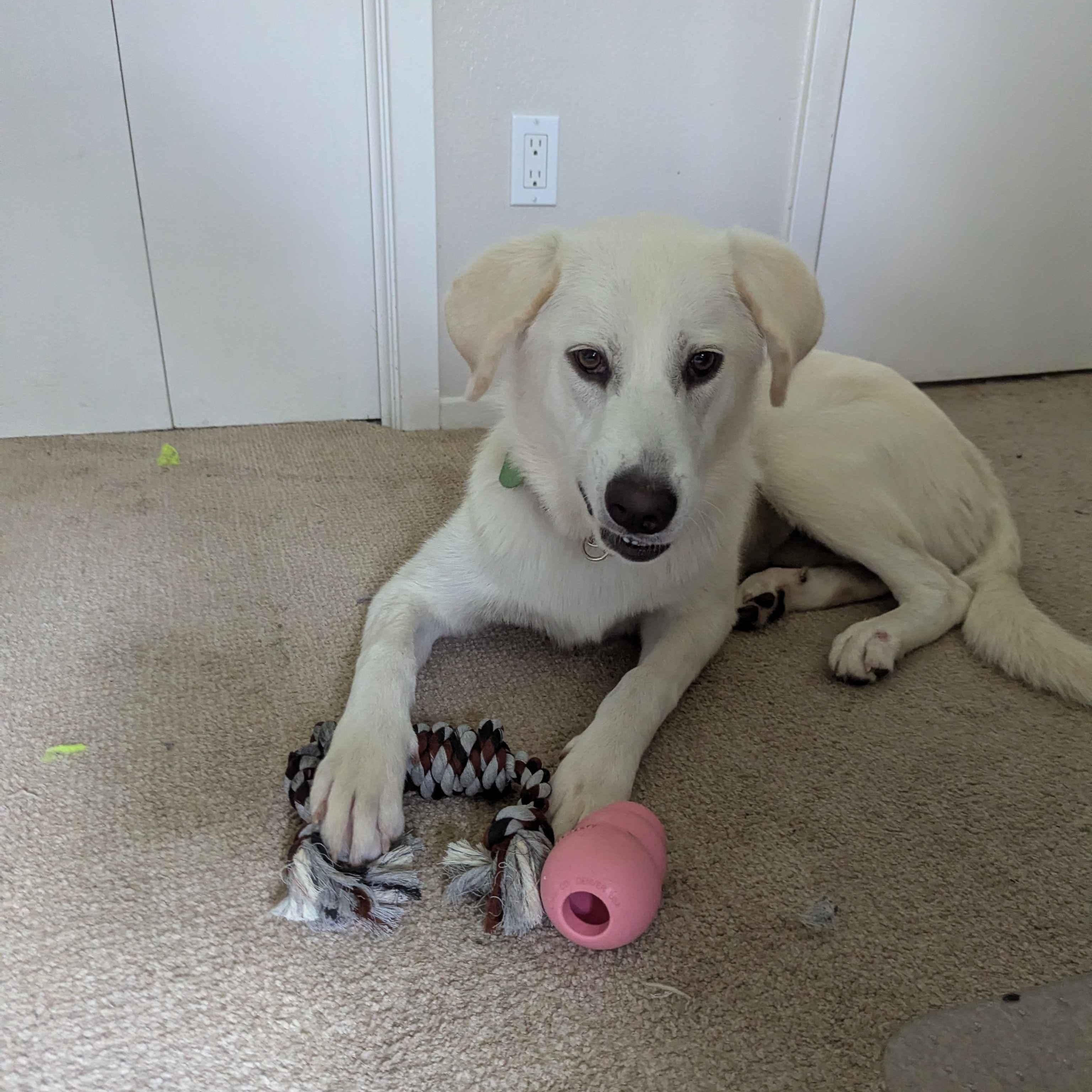 Fiona, an adopted mixed breed in Austin, TX image 5/5