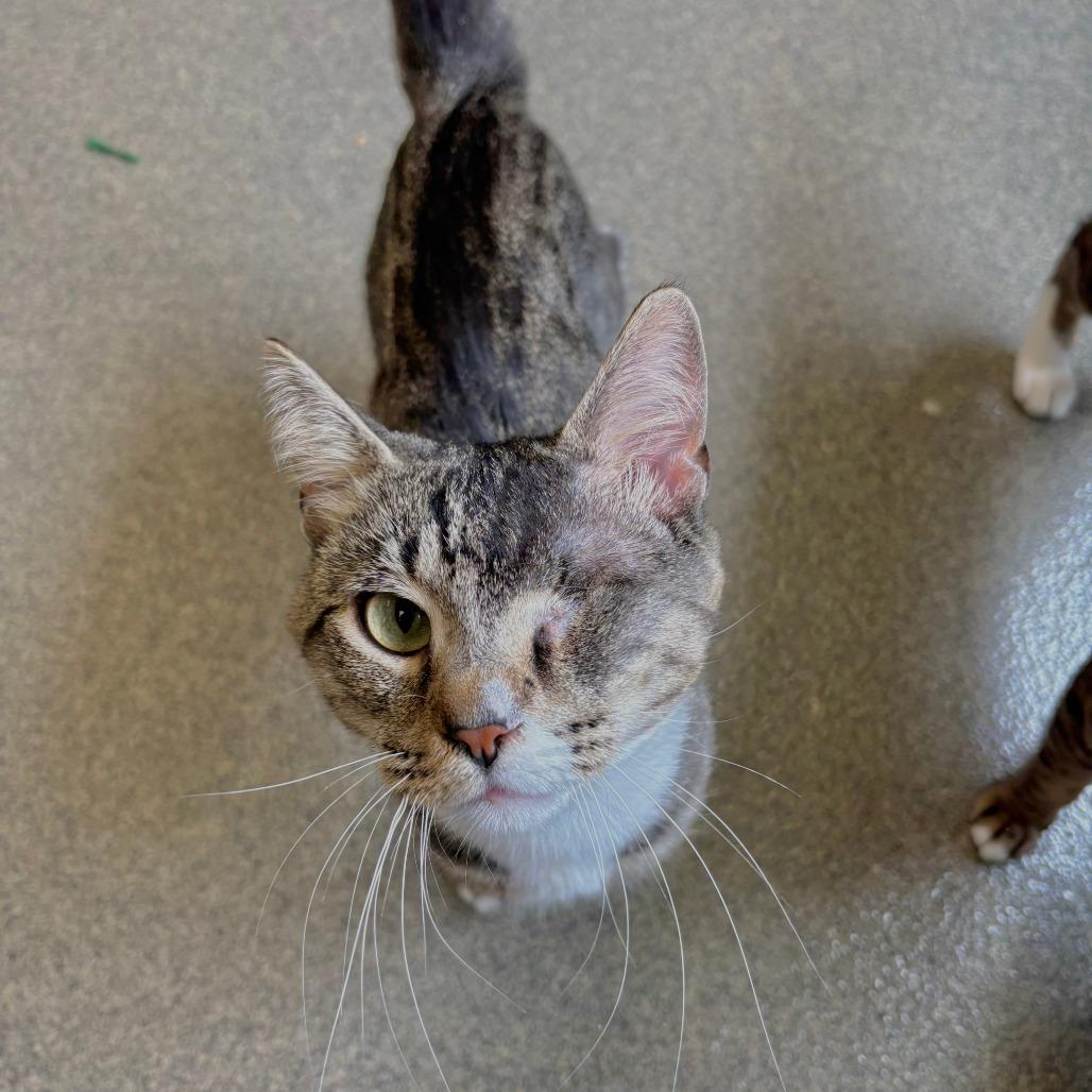Enlarge Jerry, a Adoptable Domestic Short Hair in Brockton, MA image 1/2