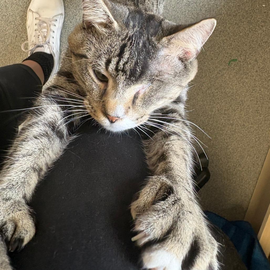 Enlarge Jerry, a Adoptable Domestic Short Hair in Brockton, MA image 2/2