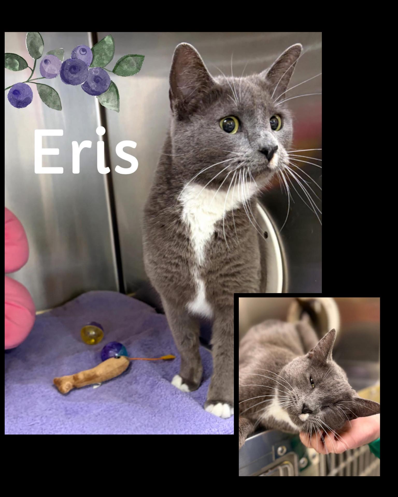 Enlarge Eris, an adopted Domestic Short Hair in Fort Worth, TX image 1/1