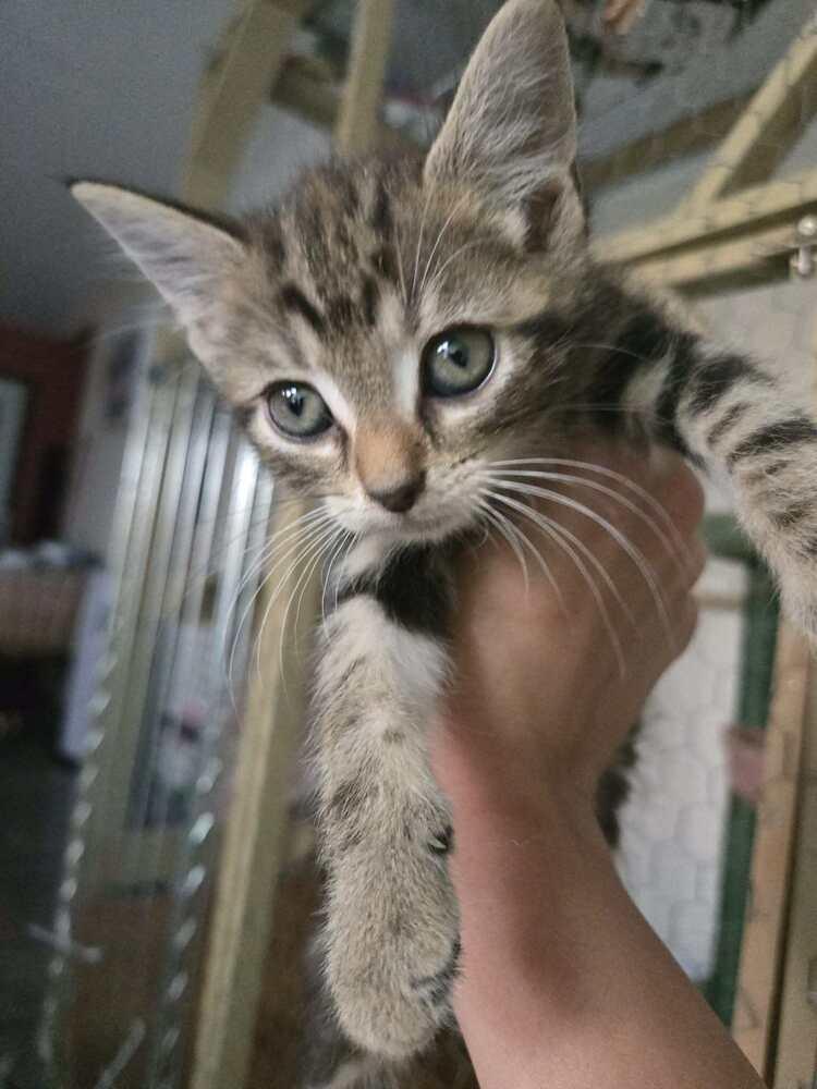 Enlarge Pancake, a Adoptable mixed breed in Union Grove, WI image 1/2