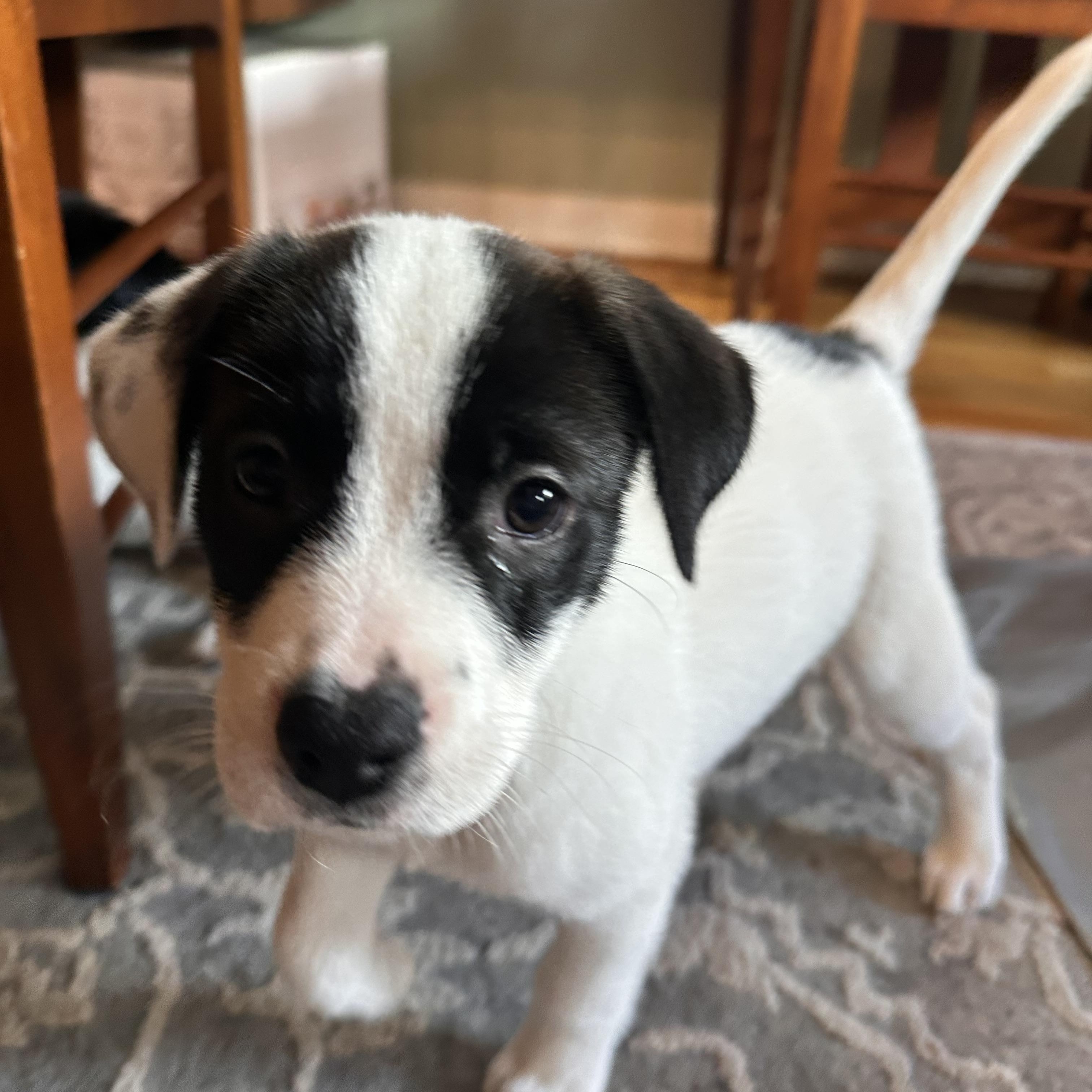 Enlarge Reagan, a Adoptable mixed breed in Minneapolis, MN image 5/6