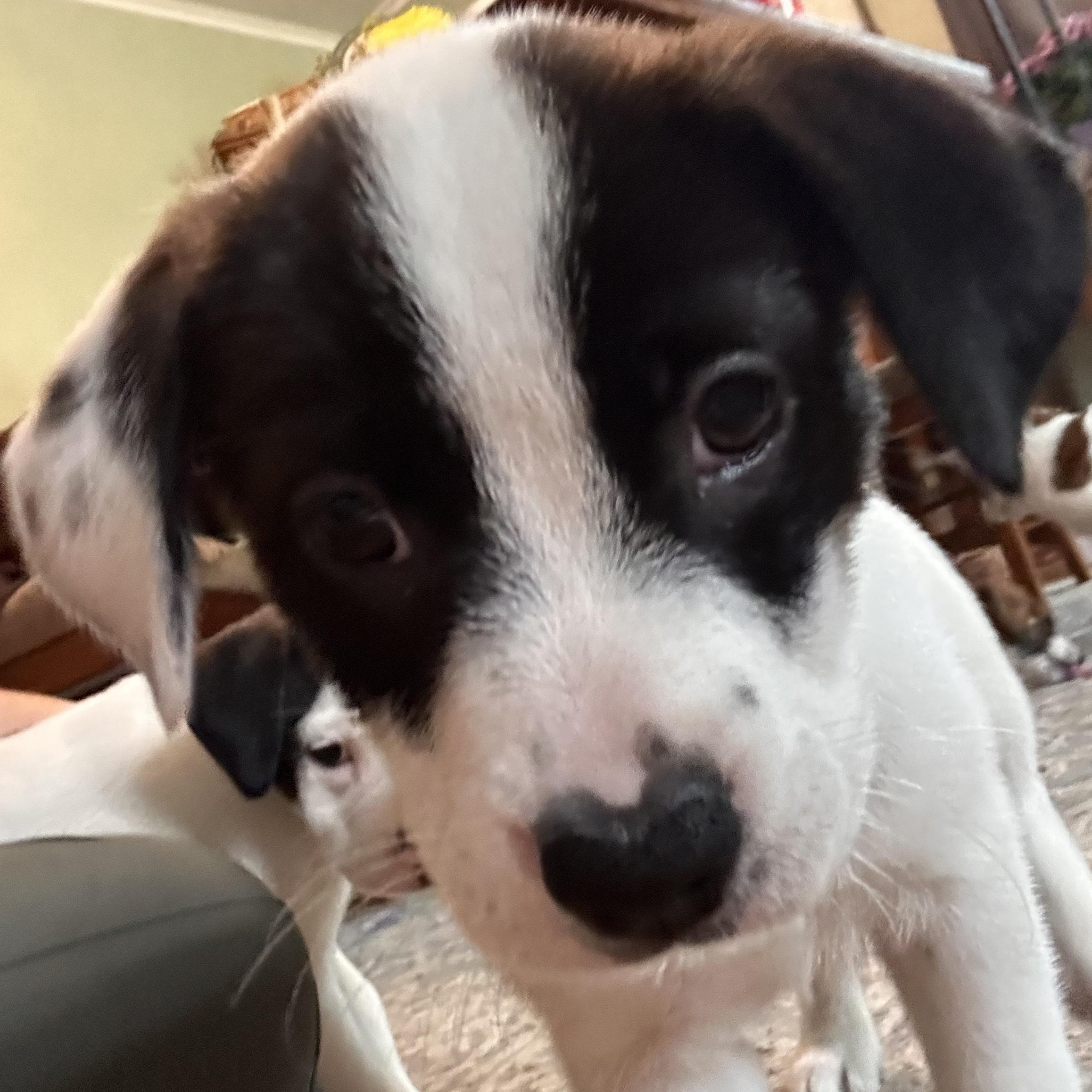 Enlarge Reagan, a Adoptable mixed breed in Minneapolis, MN image 4/6