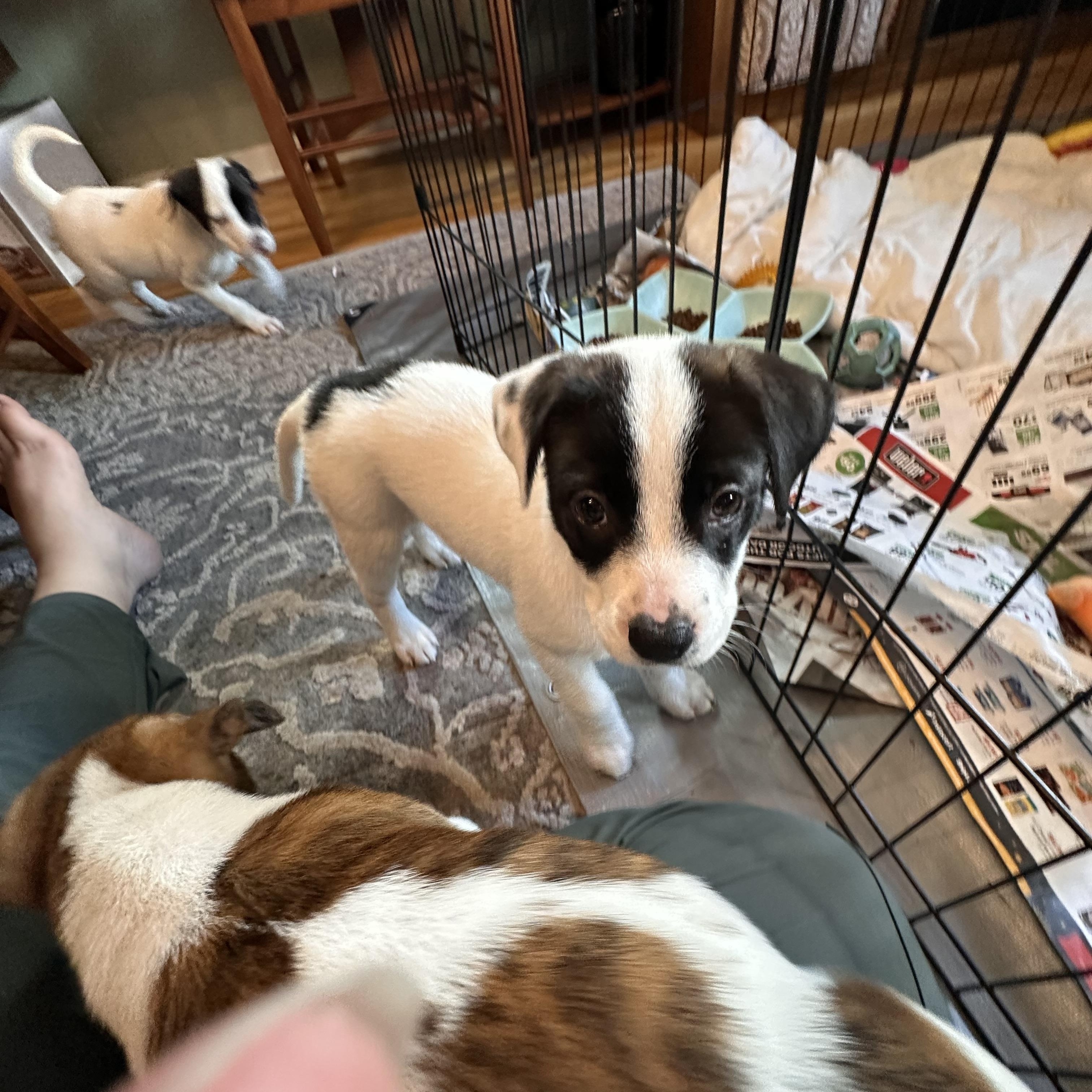 Enlarge Reagan, a Adoptable mixed breed in Minneapolis, MN image 3/6