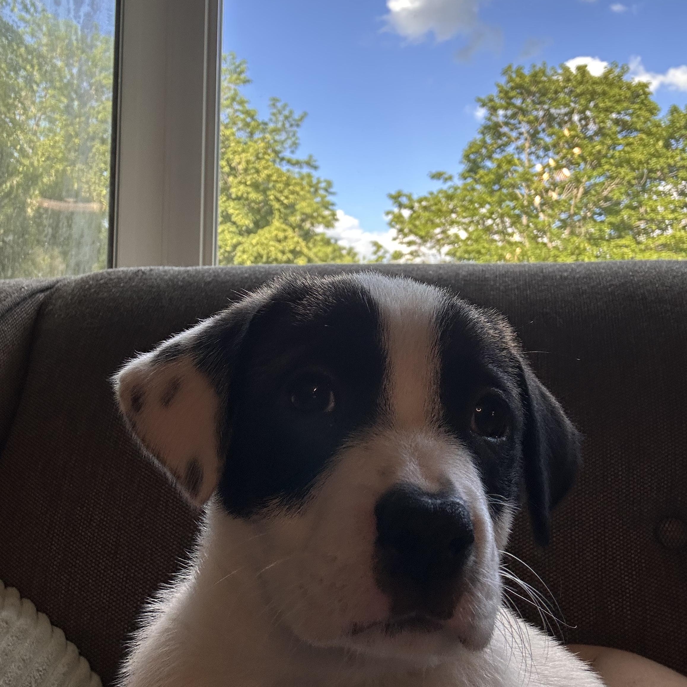Enlarge Reagan, a Adoptable mixed breed in Minneapolis, MN image 6/6