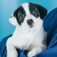 Enlarge Reagan, a Adoptable mixed breed in Minneapolis, MN image 2/6