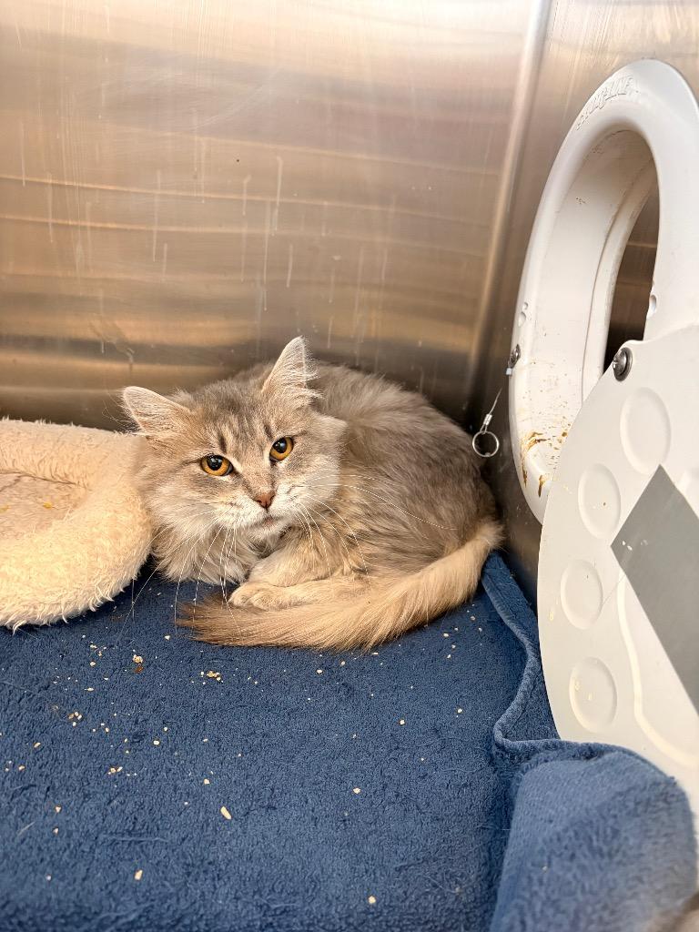 Frannii, Adoptable, Young Female Domestic Medium Hair.