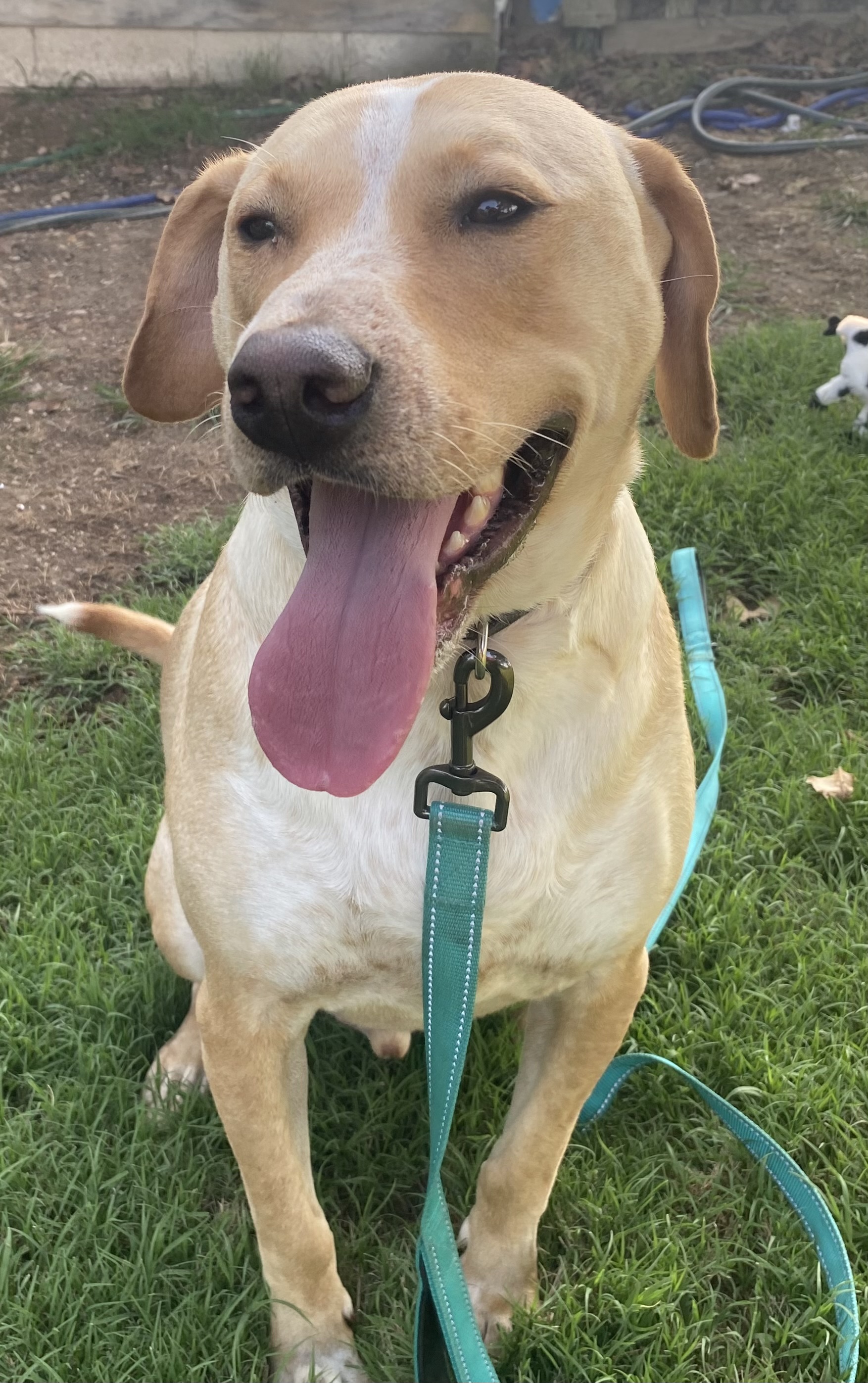 Enlarge Jackson, a Adoptable mixed breed in New Lenox, IL image 1/1