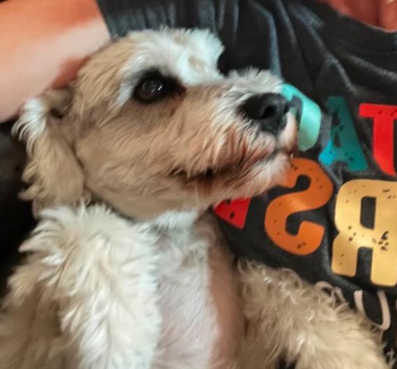 Jax, Adoptable, Senior Male Schnauzer.