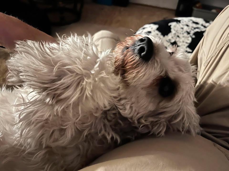 Enlarge Jax, a Adoptable Schnauzer in Tucson, AZ image 2/3