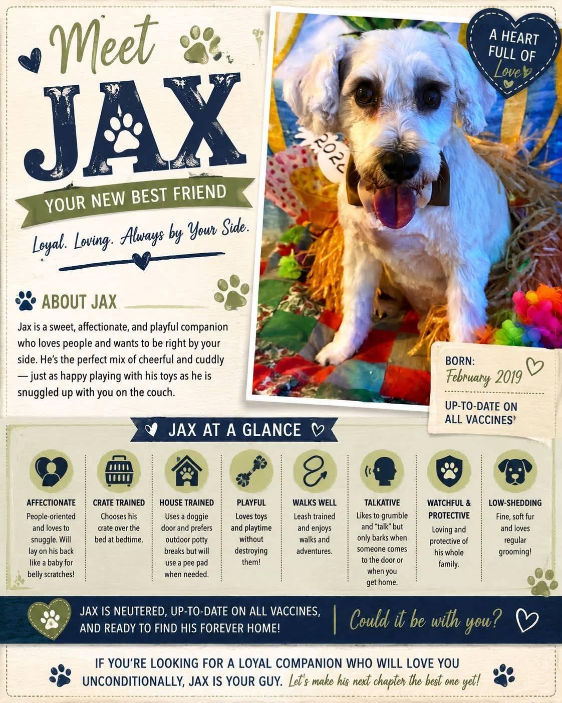 Enlarge Jax, a Adoptable Schnauzer in Tucson, AZ image 3/3