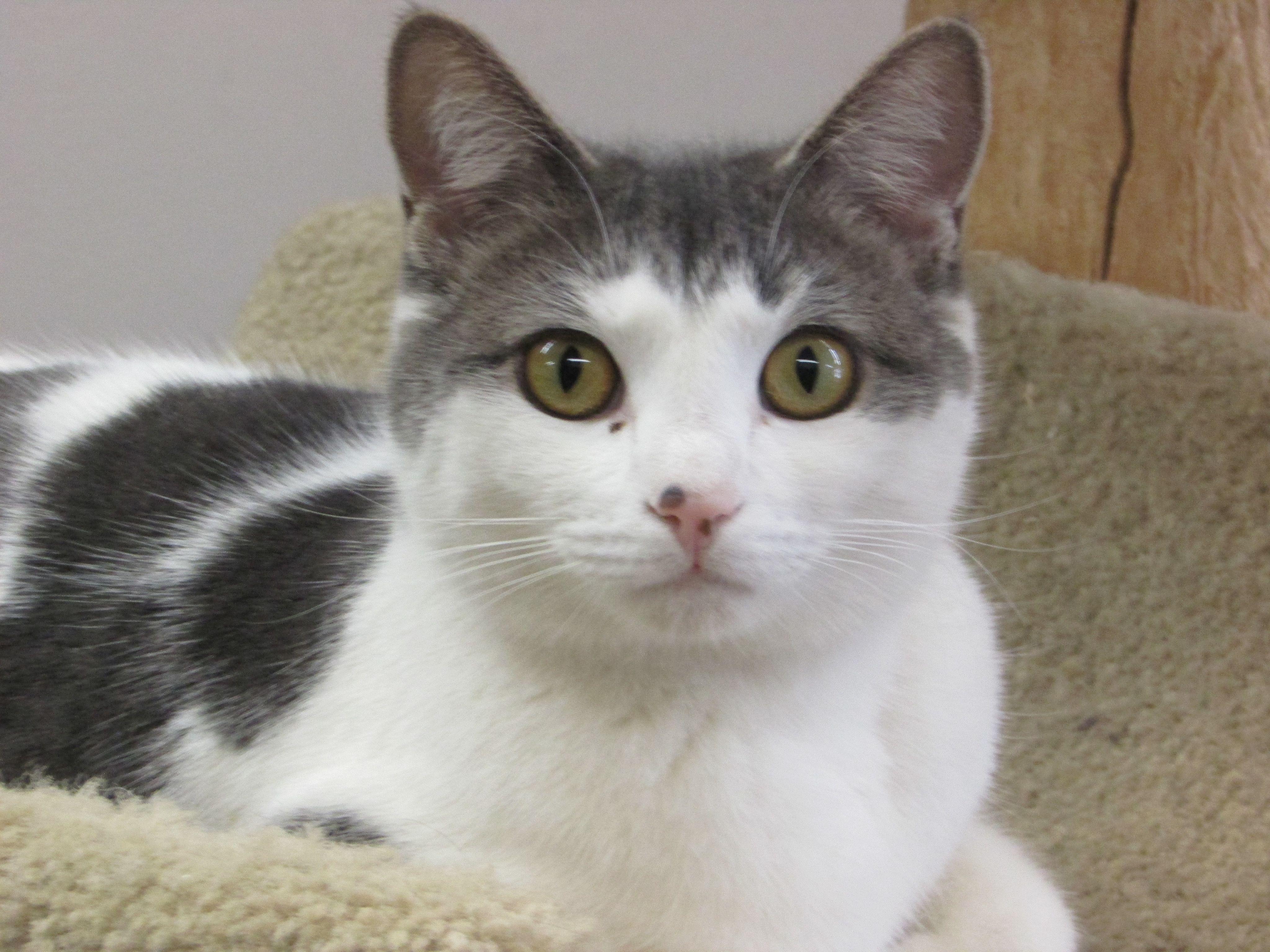 Belle, Adult Female unknown