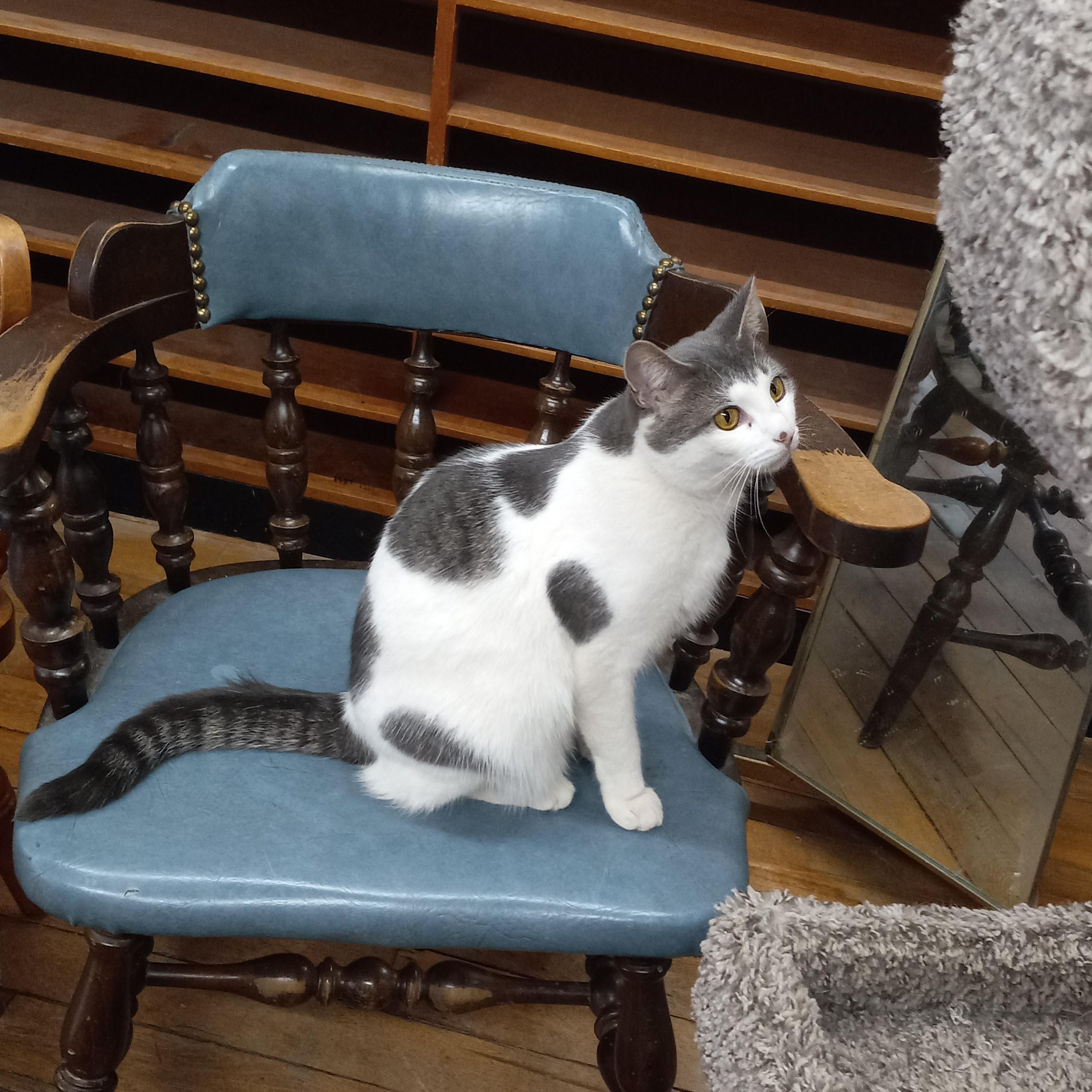 Enlarge Belle, a Adoptable mixed breed in Coldwater, MI image 1/3