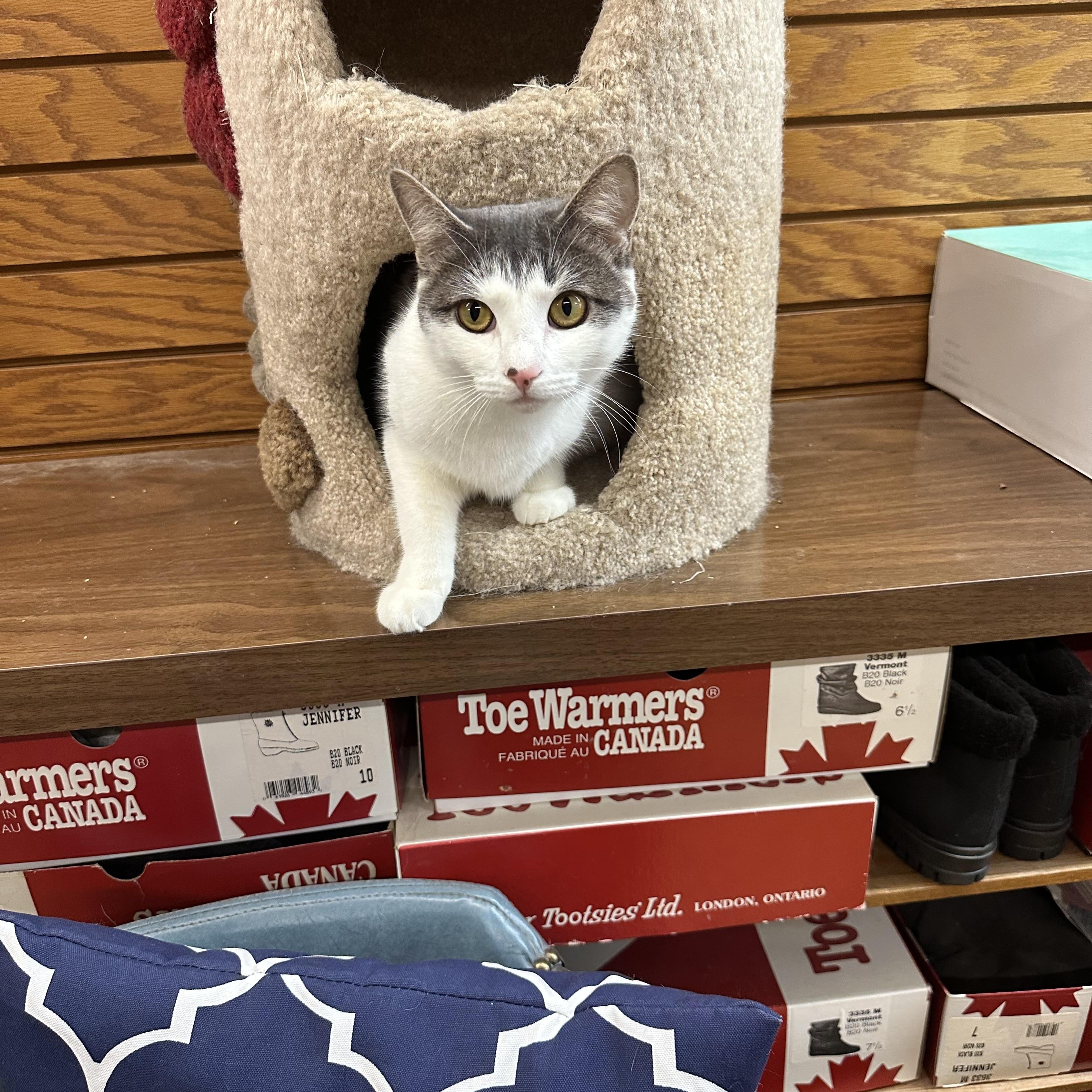 Enlarge Belle, a Adoptable mixed breed in Coldwater, MI image 3/3