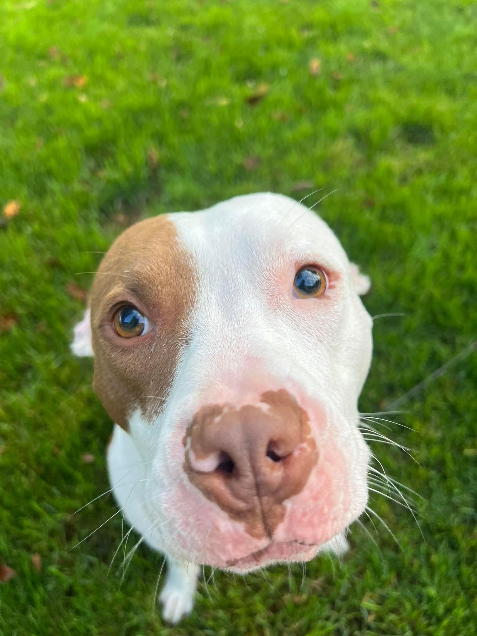 Enlarge Bob, a Adopted mixed breed in White Lake, MI image 2/3