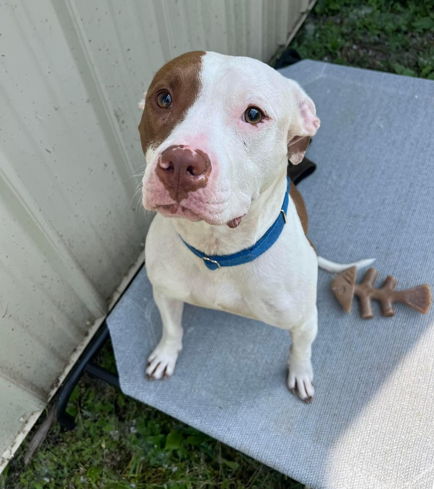 Enlarge Bob, a Adopted mixed breed in White Lake, MI image 3/3