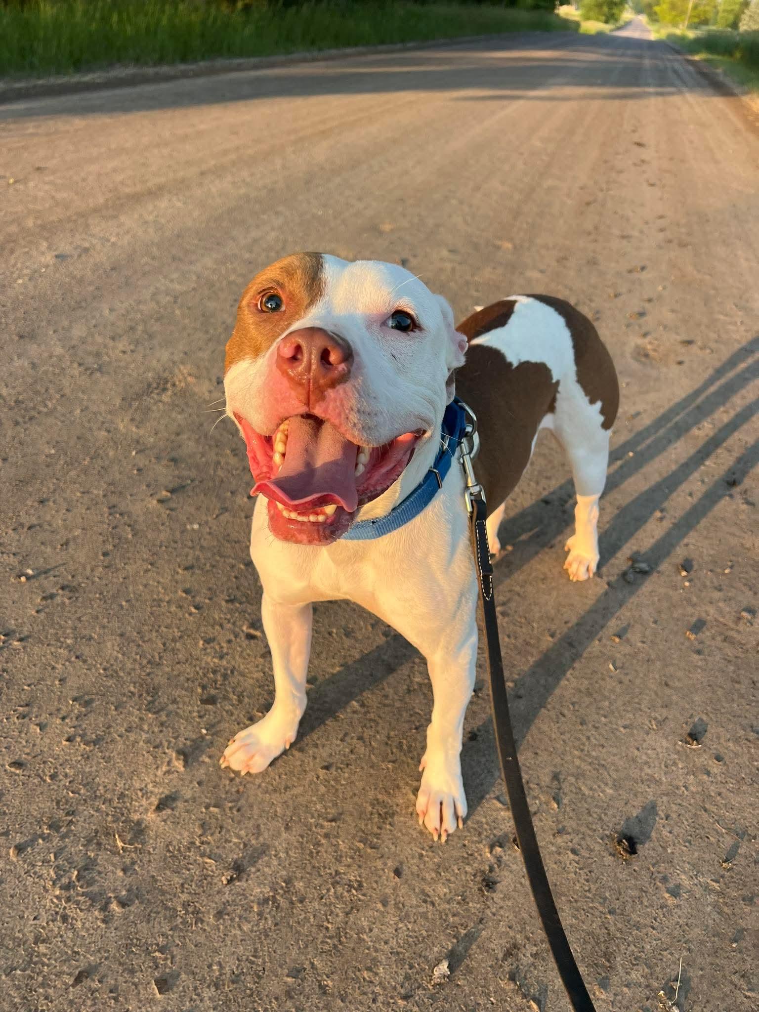 Enlarge Bob, a Adopted mixed breed in White Lake, MI image 1/3