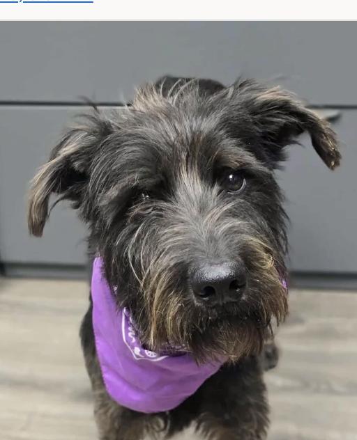 Cosmo, a ADOPTABLE Schnauzer in Boulder, CO image 1/2