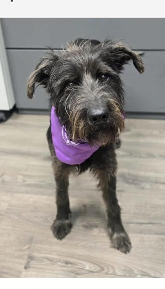 Cosmo, a ADOPTABLE Schnauzer in Boulder, CO image 2/2