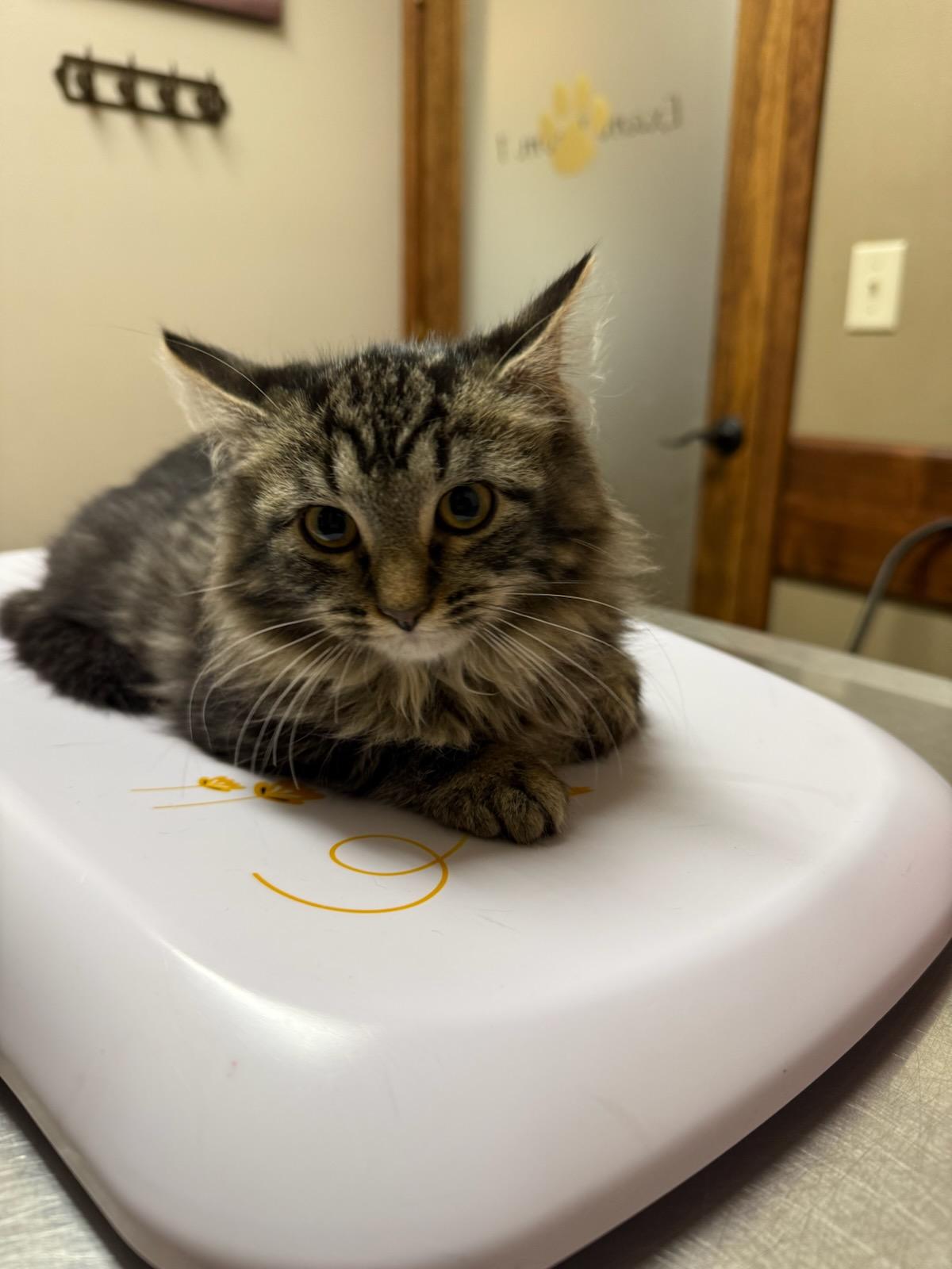 Enlarge Pinta, an adopted Domestic Long Hair in Cottonwood, MN image 2/3