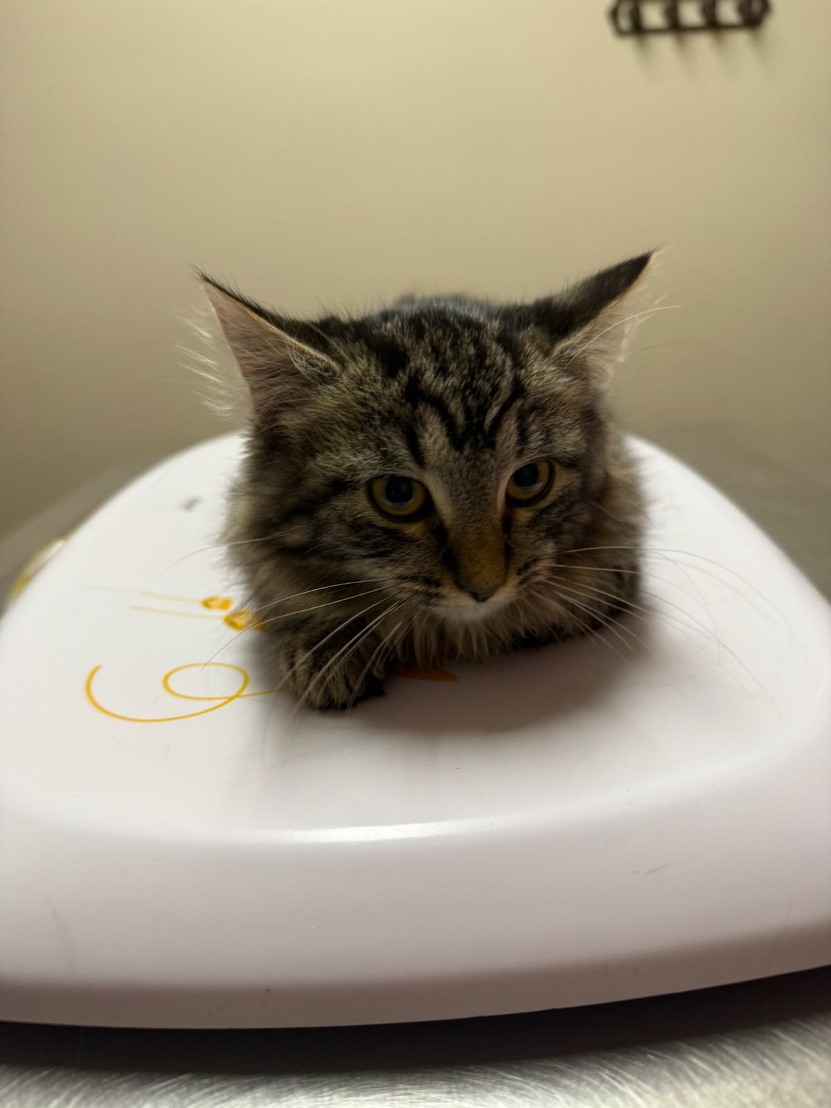 Pinta, ADOPTABLE, Young Female Domestic Long Hair.