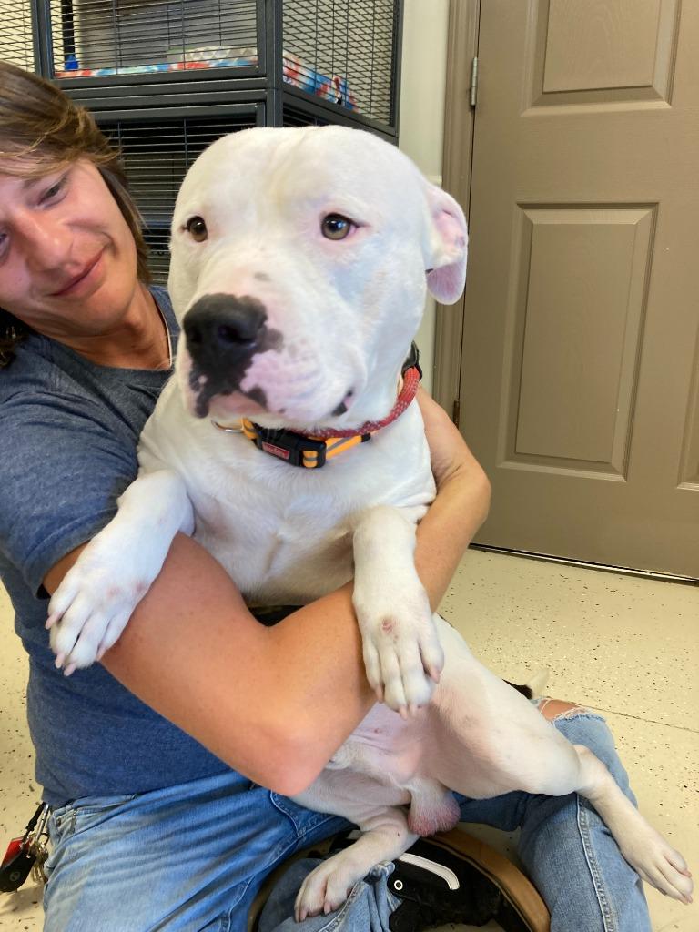 Klaus, Adoptable, Adult Male American Staffordshire Terrier.