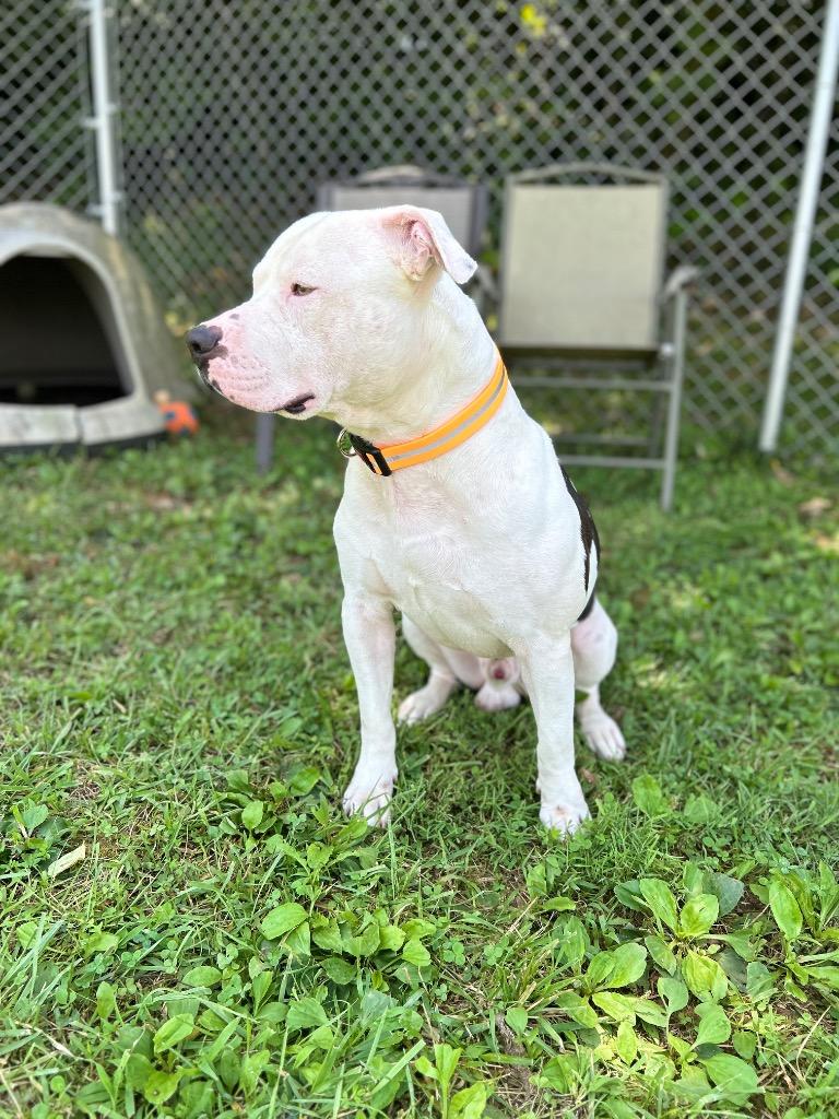 Klaus, Adoptable, Adult Male American Staffordshire Terrier.