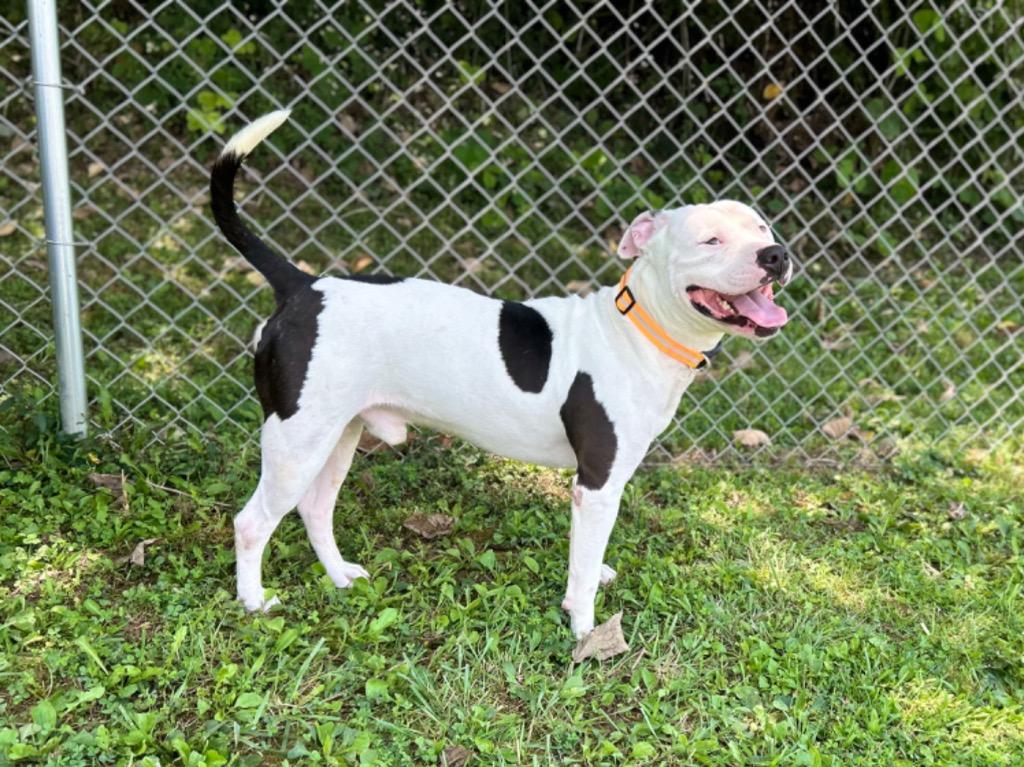 Enlarge Klaus, a Adoptable American Staffordshire Terrier in Blountville, TN image 2/6