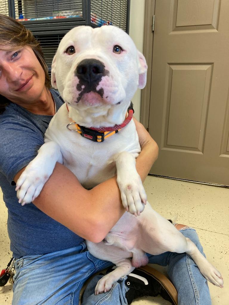 Enlarge Klaus, a Adoptable American Staffordshire Terrier in Blountville, TN image 3/6