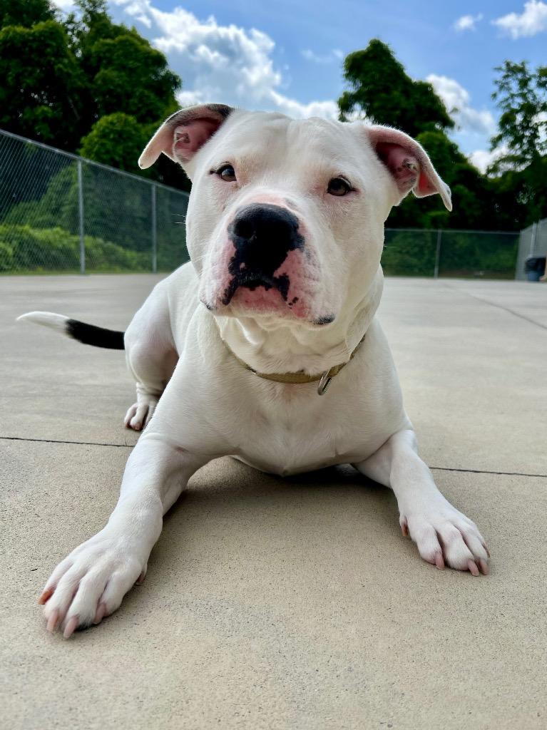 Enlarge Klaus, a Adoptable American Staffordshire Terrier in Blountville, TN image 4/6