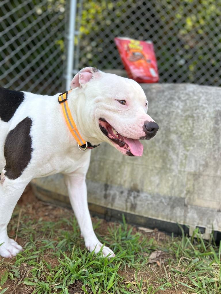 Enlarge Klaus, a Adoptable American Staffordshire Terrier in Blountville, TN image 6/6