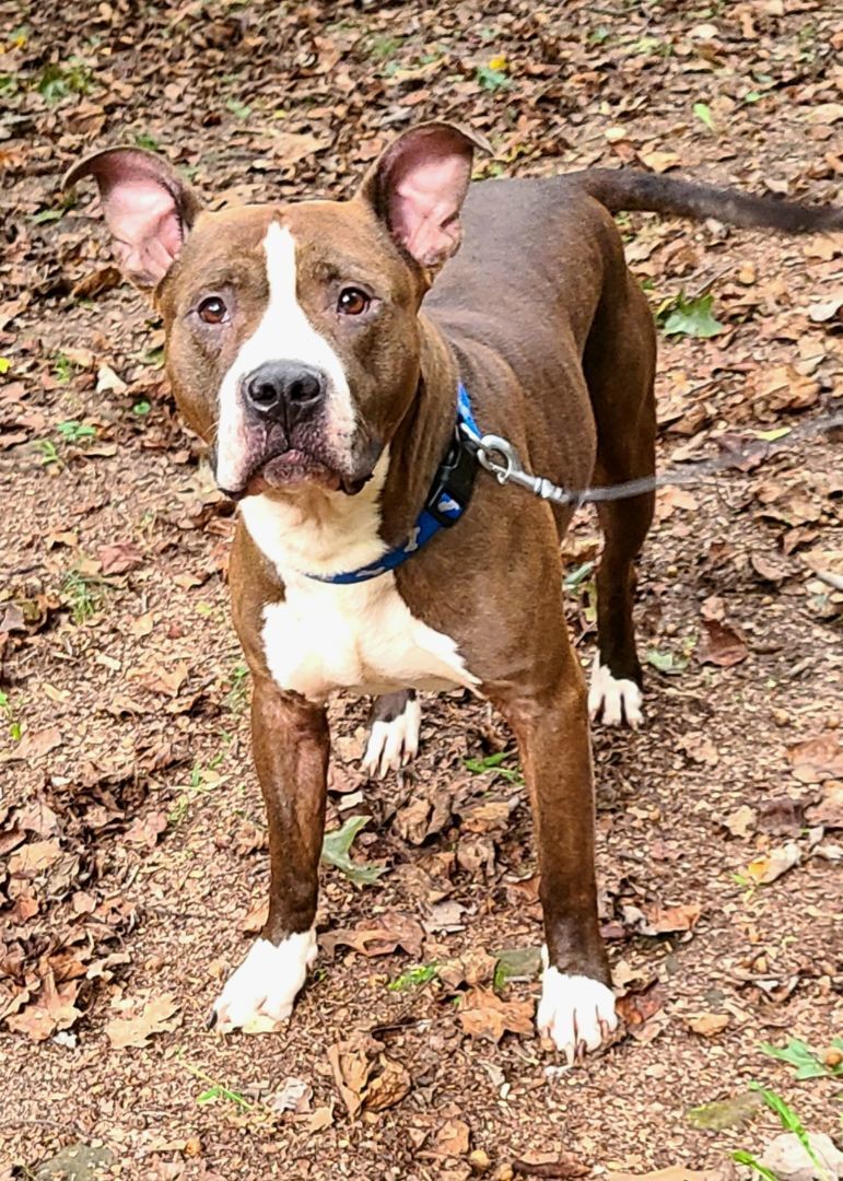 Reed, Adoptable, Adult Male Terrier.